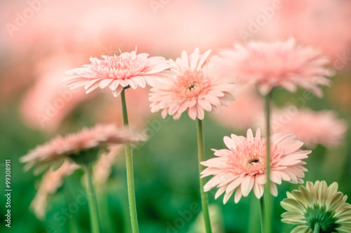 Beautiful Gerbera flower on the outdoor garden © 11081983