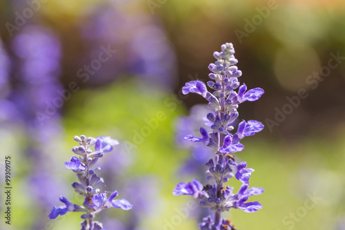 Blue Salvia (salvia farinacea) flowers blooming in the garden