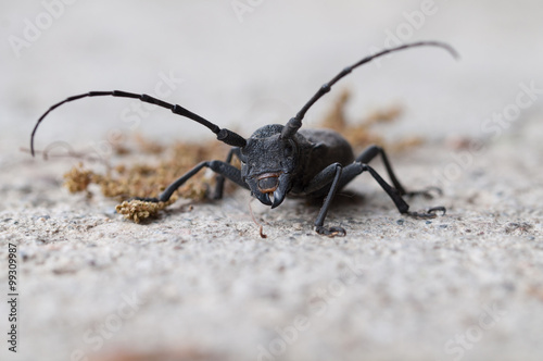 cerambicide (Cerambycidae) © Bettapoggi