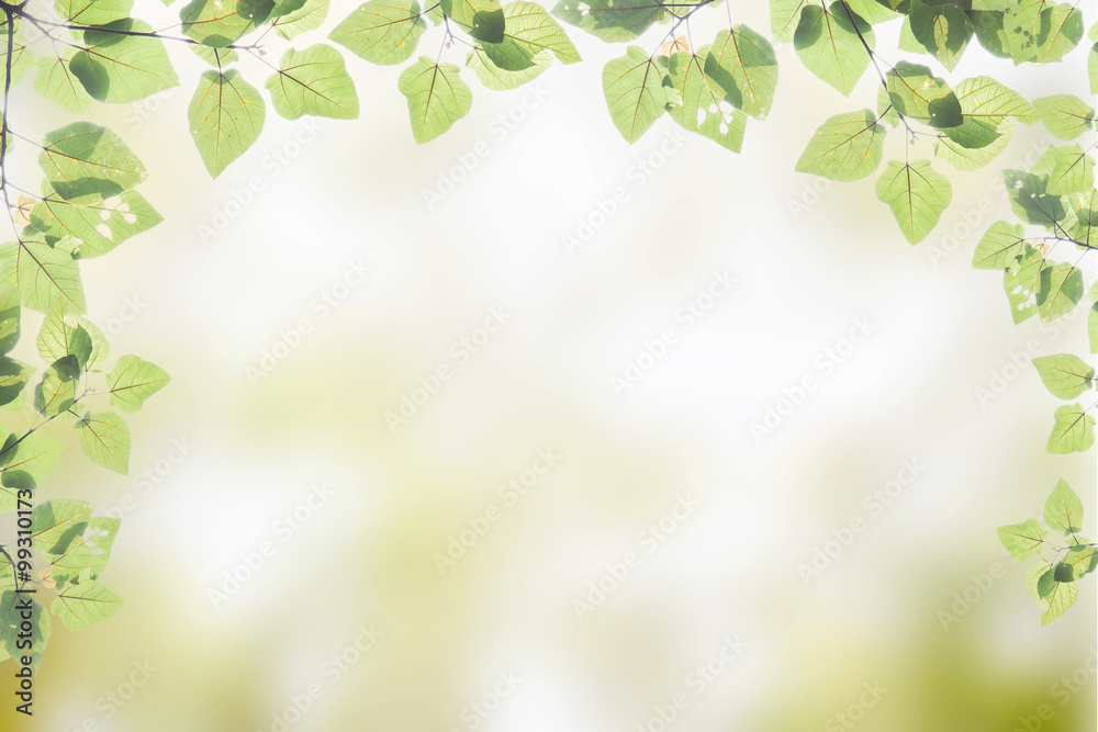Green leaves isolated on green nature background Green leaves isolated on green nature background