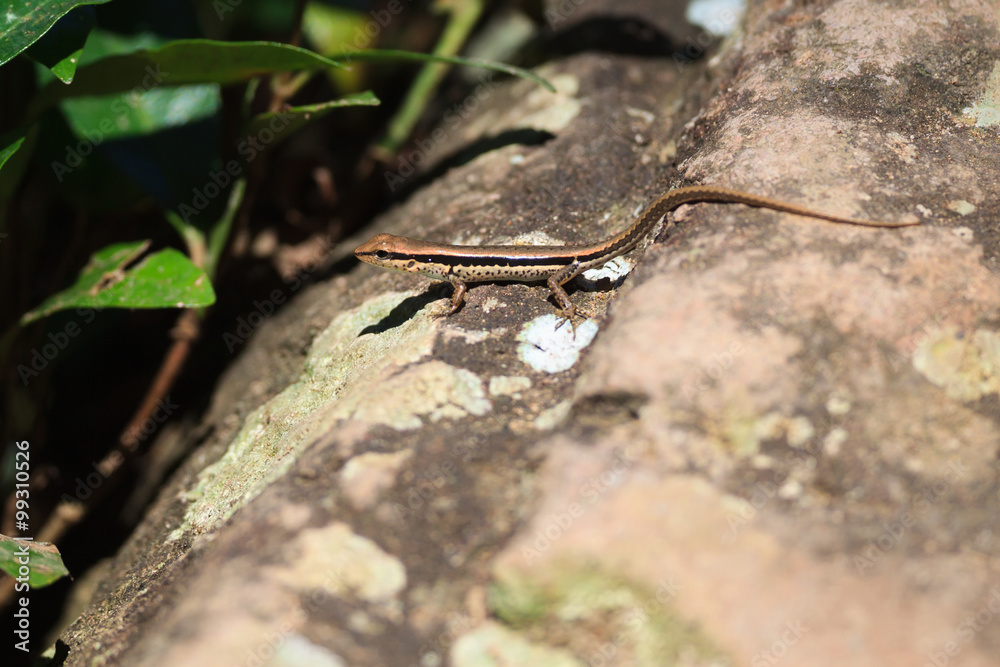 Skink resting on rock Skink resting on rock