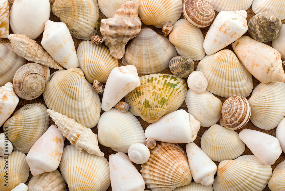 Seashells as background. Shell, is a hard, protective outer layer created by an animal that lives in the sea. Empty seashells are often found washed up on beaches by beachcombers.