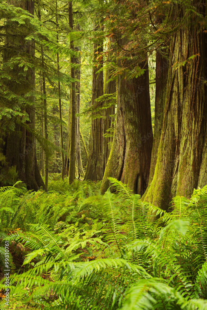 Fototapeta premium Lush rainforest in Cathedral Grove, Vancouver Island, Canada