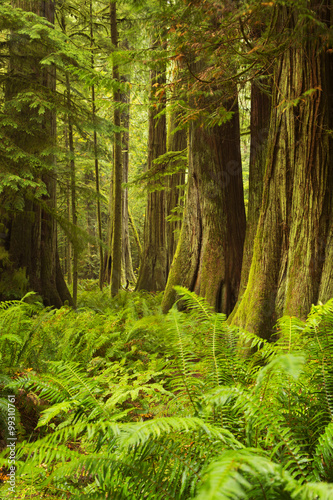 Fototapeta Naklejka Na Ścianę i Meble -  Lush rainforest in Cathedral Grove, Vancouver Island, Canada