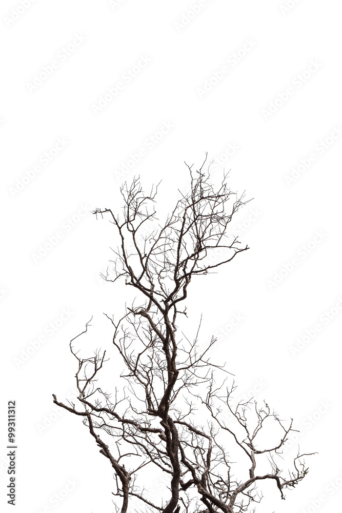 custom made wallpaper toronto digitalDead Tree  isolated on white background.