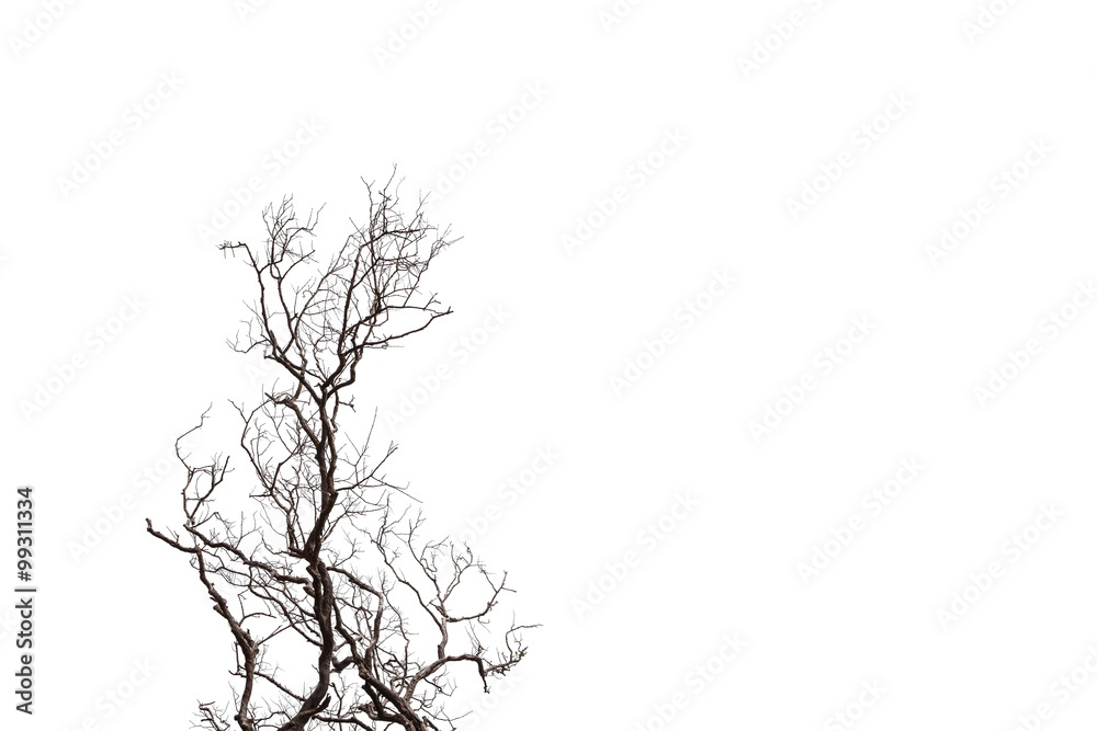 Dead Tree  isolated on white background.