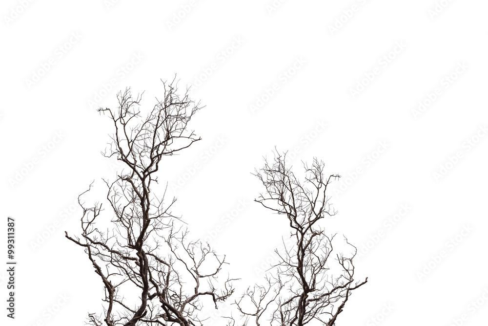 Dead Tree  isolated on white background.