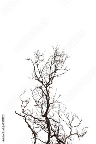 Dead Tree isolated on white background.