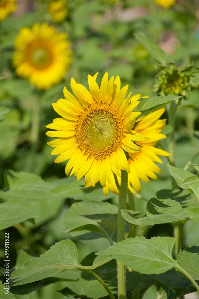 beautiful sunflower in nature garden - Helianthus annuus beautiful sunflower in nature garden - Helianthus annuus