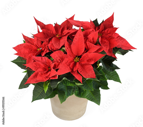Fototapeta Naklejka Na Ścianę i Meble -  poinsettia plant