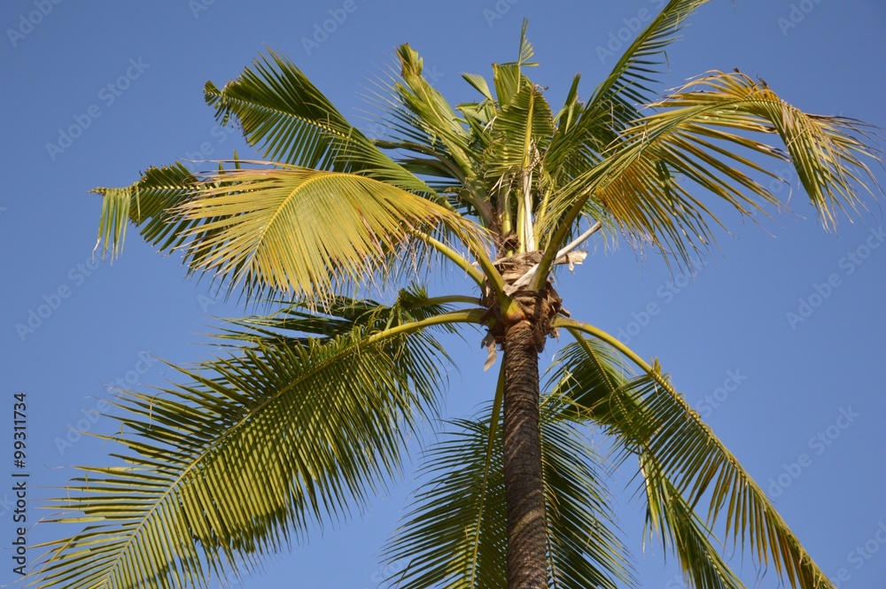 coconut tree in garden coconut tree in garden