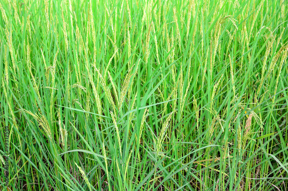 Nature rice background texture