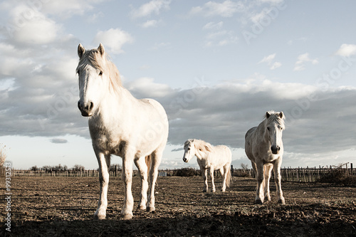 trois chevaux blanc en Camargue © Olivier Tabary