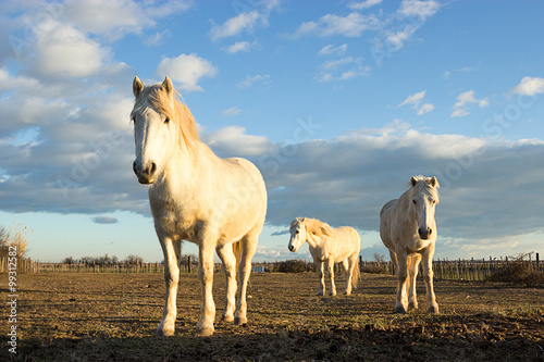trois chevaux blancs camarguais dans leur enclos © Olivier Tabary