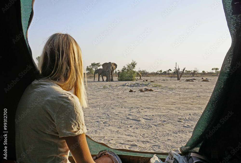 Naklejka premium A few wild elephants pass our tent early in the morning in the desert of Botswana. 
