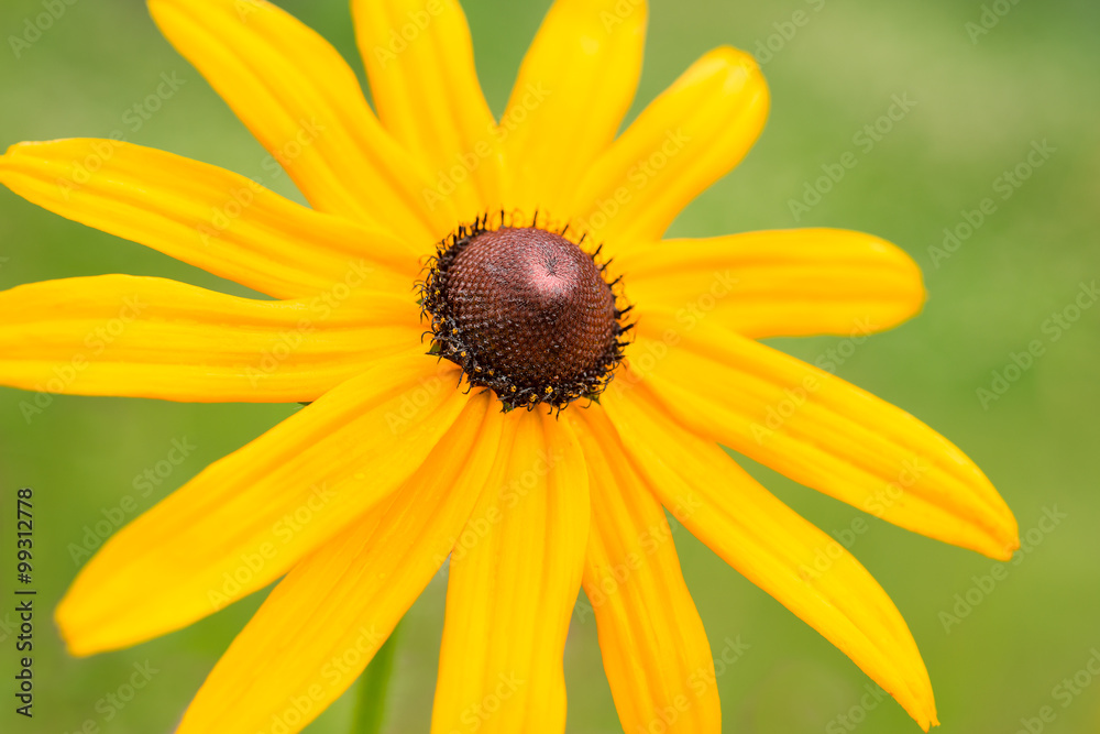 Yellow flower Rudbeckia Yellow flower Rudbeckia