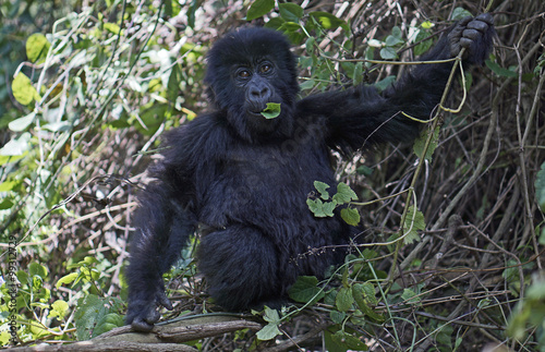 One of the few remaining wild mountain gorillas eating a leaf in the mountains of Rwanda.  © wetraveltolive