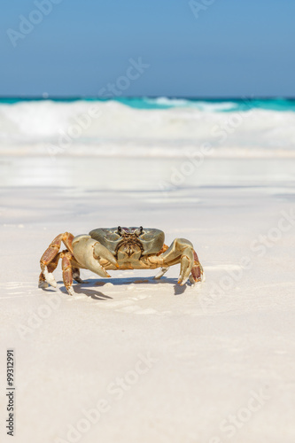 Crab at Tachai Island