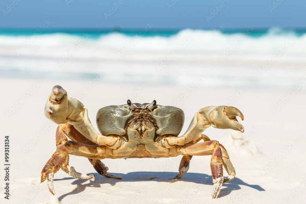 Obraz premium Crab at Tachai Island
