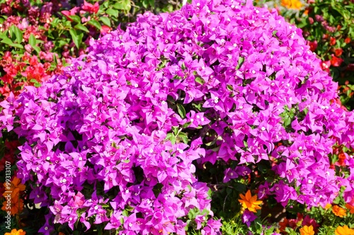 pink bougainvillea flower in nature garden