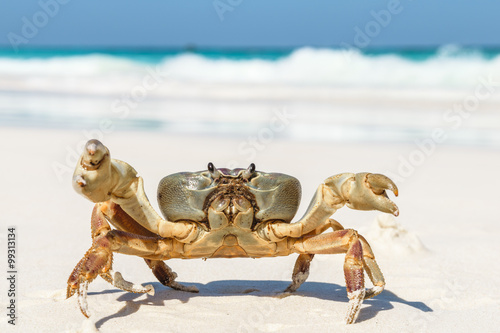 Crab at Tachai Island