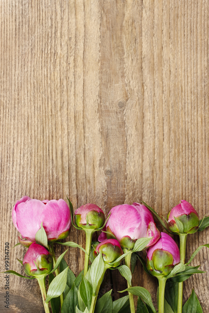 Pink peonies on white rustic wooden background.
