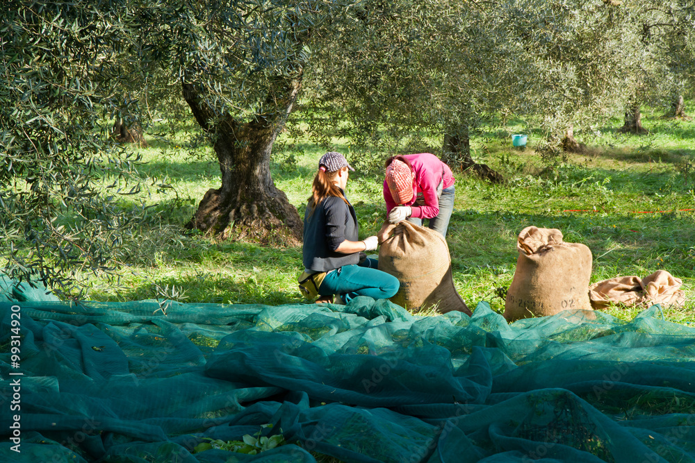 olive picking
