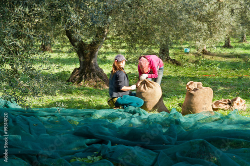 Obraz na płótnie olive picking w salonie