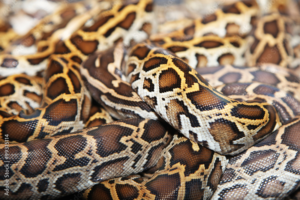 Snake skin Snake skin