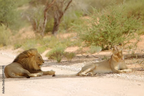 Obraz Lew afrykański Panthera leo (samiec i samica)