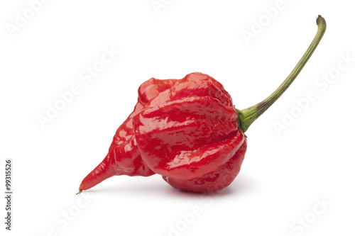 Single fresh red scorpion chili pepper