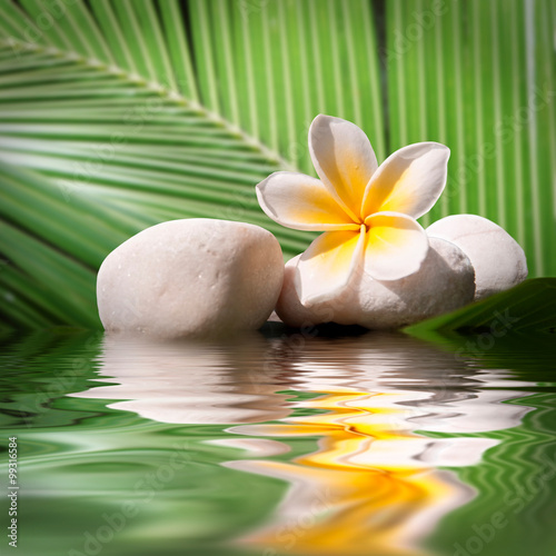 Photography Plumeria and white stones, water reflections