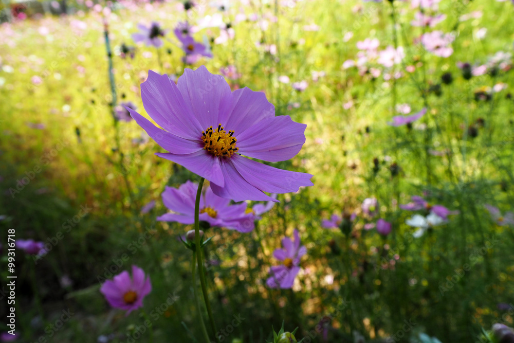 Fototapeta premium Flower