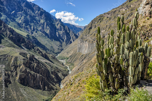 Cactus in the Colca Canyon, Peru