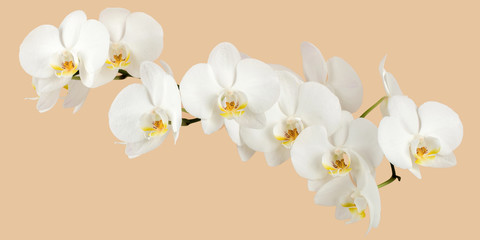 Poster Orchidee Romantische tak met witte orchidee  © ArtushFoto