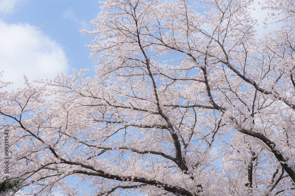 桜満開