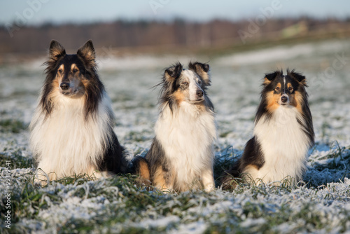three beautiful dogs outdoors in winter