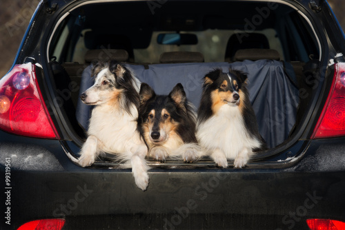 three rough collie dogs in a car trunk