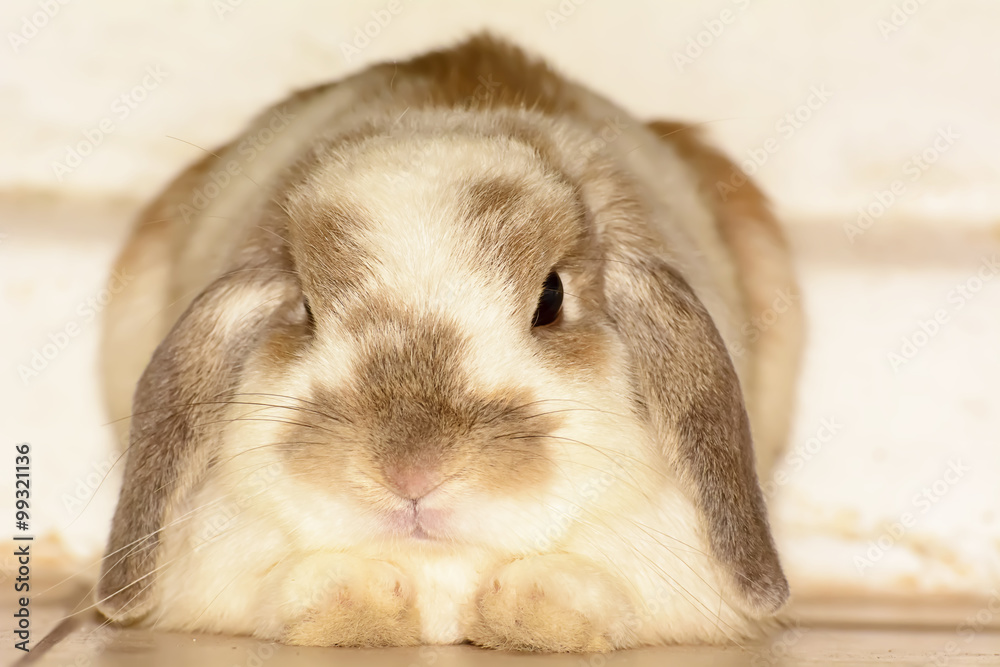 Rabbits are small mammals. Bunny is a colloquial name for a rabbit. Rabbits are small mammals. Bunny is a colloquial name for a rabbit.
