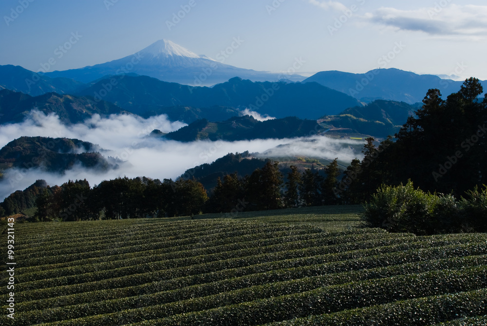 静岡市・吉原から望む富士山と茶畑