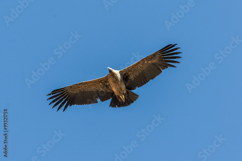 Condor flying over Colca Canyon  Peru