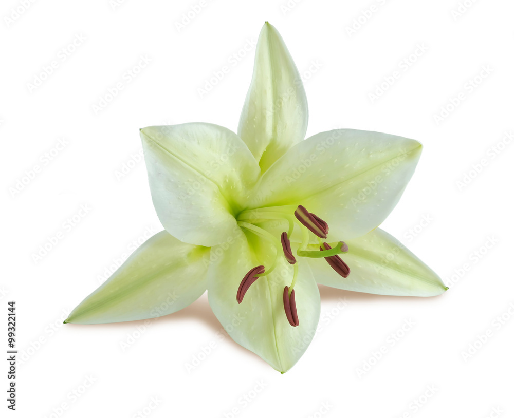close-up white lily close-up white lily