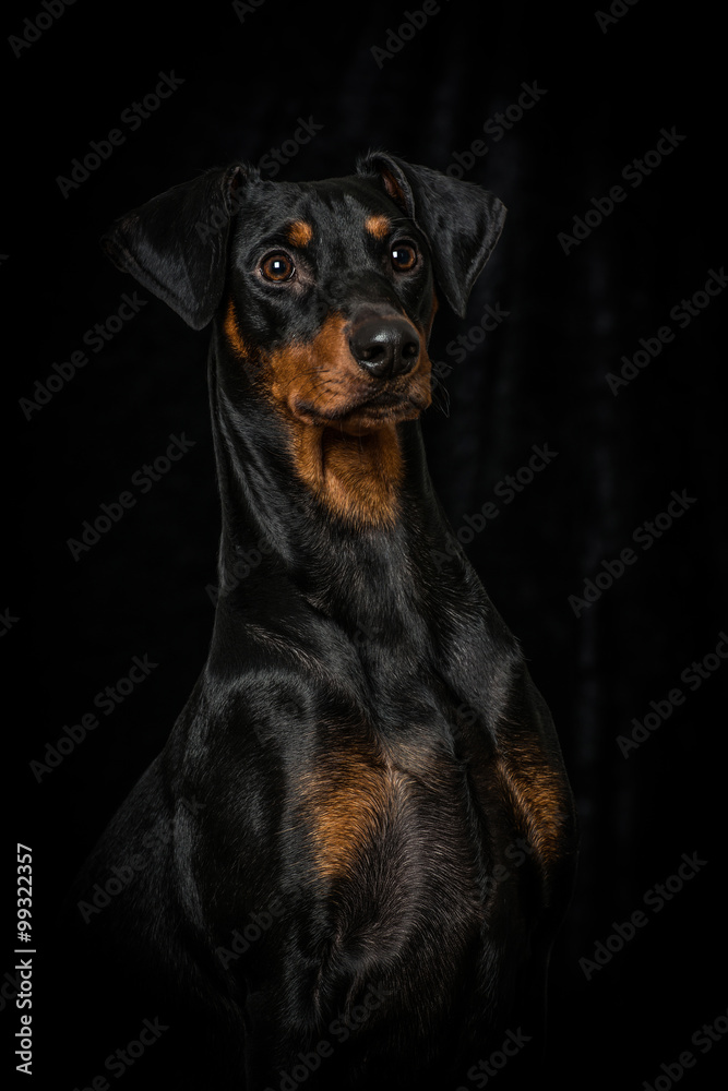Pinscher