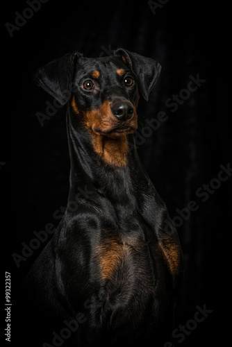 Pinscher © DoraZett