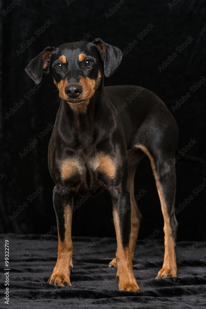 Pinscher Pinscher