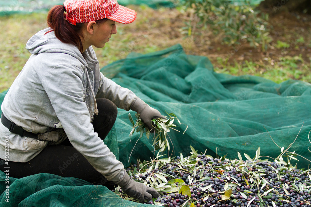 olive picking