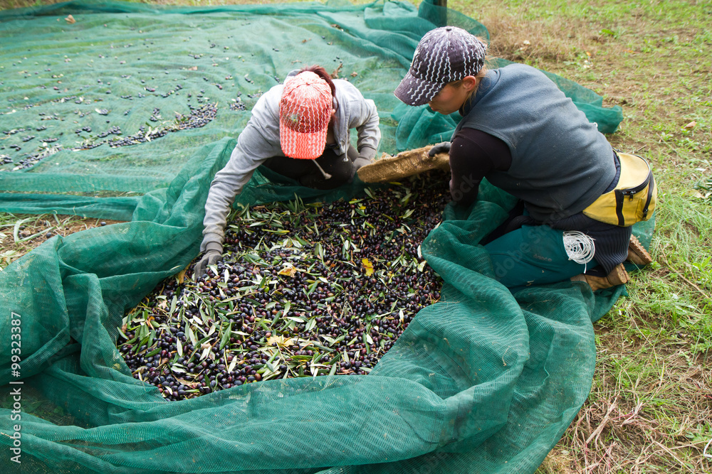 olive picking