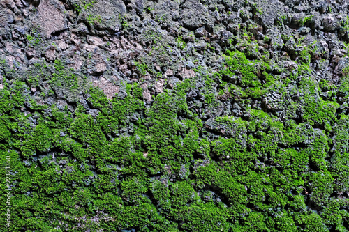 green moss growing on the wall © thewet