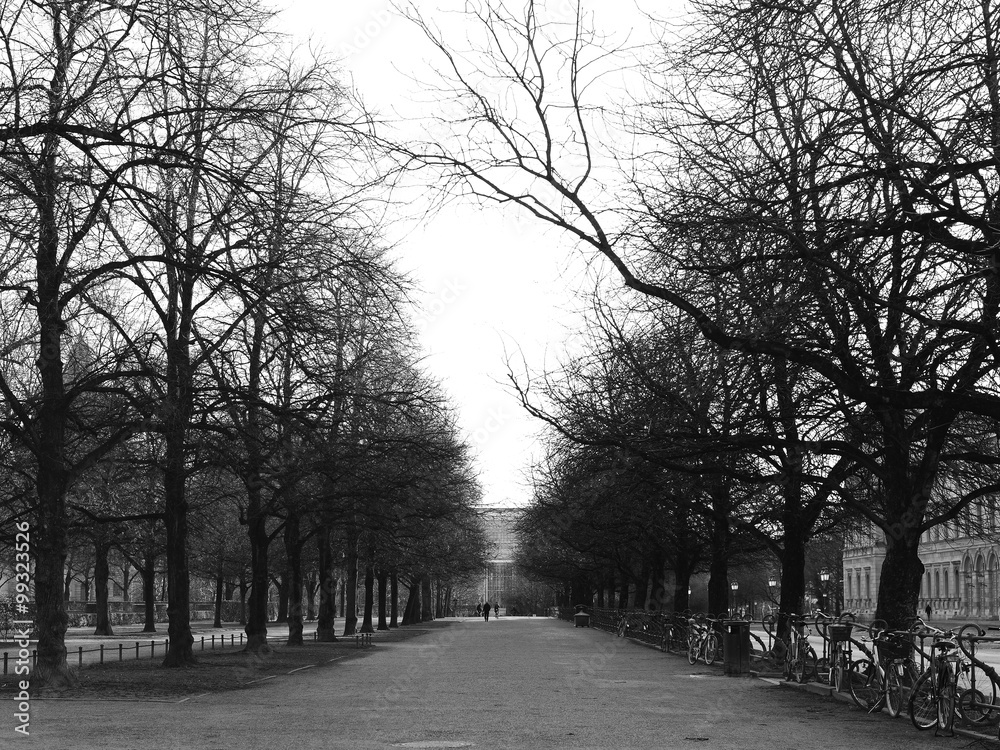 bald trees in park in morning winter; black and white tone