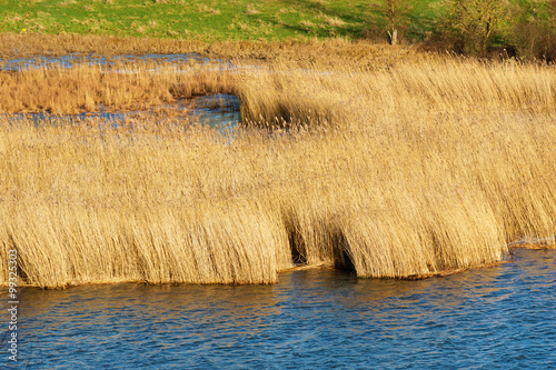 Reeds in autumn